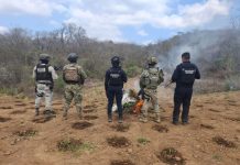 Fuerzas estatales y federales destruyen sembradío de marihuana en Arteaga