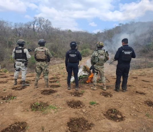 Fuerzas estatales y federales destruyen sembradío de marihuana en Arteaga