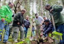 Michoacán alcanza cifra récord de 3.3 millones de árboles plantados en la Reserva de la Monarca