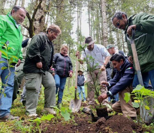 Michoacán alcanza cifra récord de 3.3 millones de árboles plantados en la Reserva de la Monarca