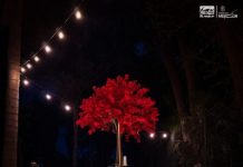 Entre naturaleza y romance, el Zoológico de Morelia te invita a una cena inolvidable