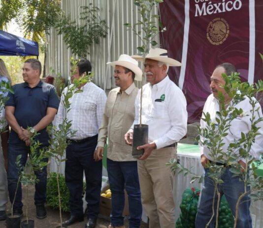 Plan Michoacán: Productores de limón recibirán 150 mil plantas certificadas este año: Sader