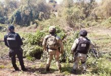SSP, Defensa y GN destruyen plantío con más de 6 mil plantas de marihuana en Buenavista