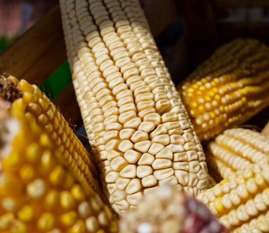 Dispersados más de 374 mdp en incentivos para productores de maíz en Michoacán