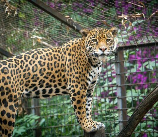 Busca Zoológico de Morelia reproducción de jaguares bajo cuidado humano