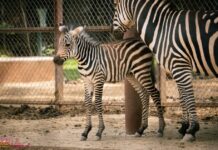¡Bienvenido a casa! Nace cebra de Grant en el Zoológico de Morelia!