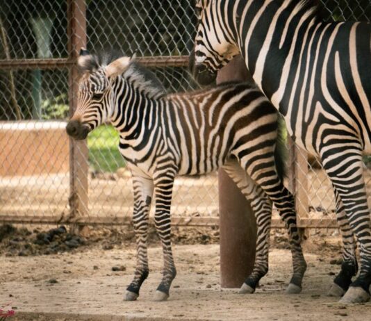 ¡Bienvenido a casa! Nace cebra de Grant en el Zoológico de Morelia!