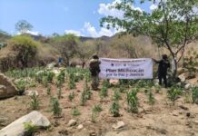 SSP y Defensa refuerzan operativos en Huetamo, destruyen más de 14 mil plantas de marihuana