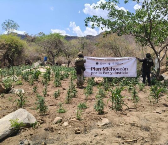 SSP y Defensa refuerzan operativos en Huetamo, destruyen más de 14 mil plantas de marihuana