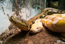 ¿Sabías que en el Zoológico de Morelia hay una serpiente de 5 metros? ¡Ve a conocerla!