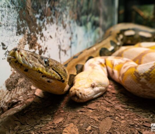 ¿Sabías que en el Zoológico de Morelia hay una serpiente de 5 metros? ¡Ve a conocerla!