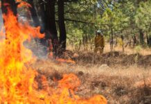 Atiende Gobierno de Michoacán incendio forestal en Nuevo Urecho