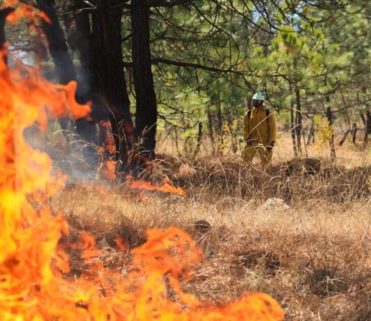 Atiende Gobierno de Michoacán incendio forestal en Nuevo Urecho