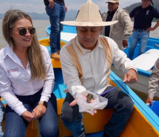 Gobierno de Michoacán siembra mil ejemplares de achoque en el lago de Pátzcuaro
