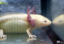 Zoológico de Morelia llevará ciencia para el rescate del ajolote a EE.UU.