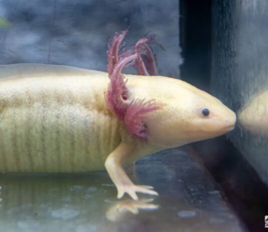 Zoológico de Morelia llevará ciencia para el rescate del ajolote a EE.UU.