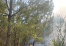Incendio forestal en el Cerro del Estribo controlado en un 80 %