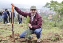 Anuncia Bedolla reforestación de 17 mil hectáreas con 10.5 millones de árboles