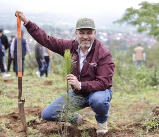 Anuncia Bedolla reforestación de 17 mil hectáreas con 10.5 millones de árboles