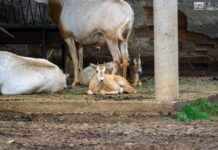 Crece la familia del Zoológico de Morelia: registran exitosa temporada de reproducciones