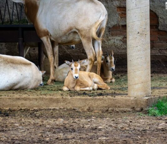 Crece la familia del Zoológico de Morelia: registran exitosa temporada de reproducciones