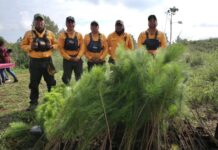 Reforestación en Michoacán, clave para la recuperación de ecosistemas y recursos hídricos