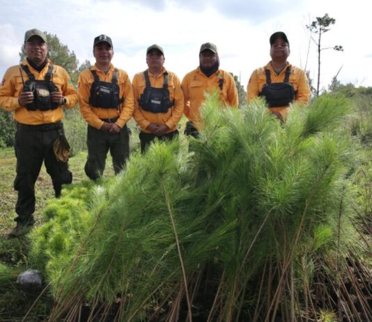 Reforestación en Michoacán, clave para la recuperación de ecosistemas y recursos hídricos