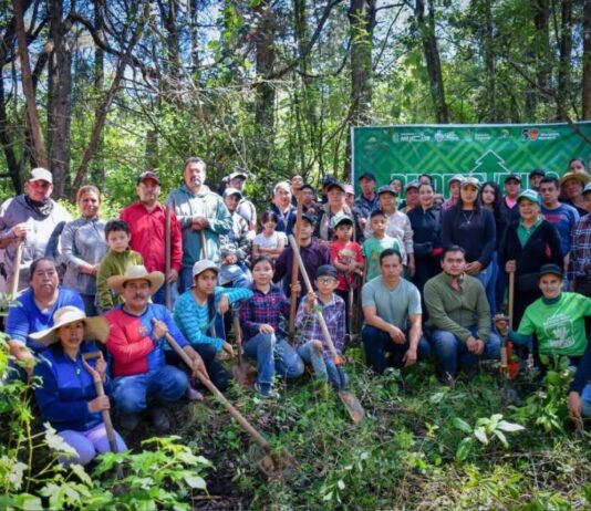 Dayana Pérez encabeza jornada de reforestación con la siembra de 6 mil árboles en Zirahuén