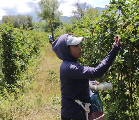 Con 242 mil toneladas, Michoacán encabeza la producción de zarzamora en México: Bedolla