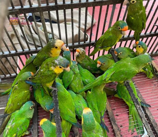 Recibe Zoológico de Morelia 83 aves aseguradas por Profepa