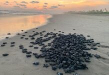 Michoacán está listo para el arribo de miles de tortugas marinas