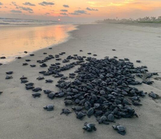 Michoacán está listo para el arribo de miles de tortugas marinas