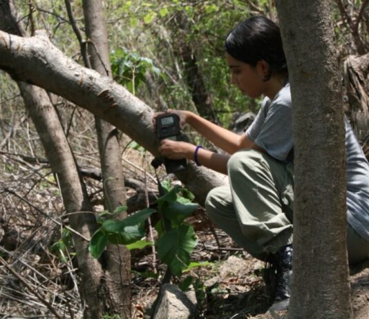 Desde pumas hasta venados; cámaras trampa captan la vida silvestre en bosques de Michoacán