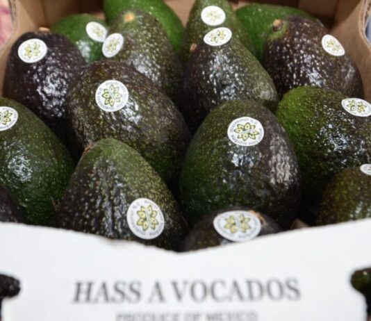 Michoacán cosechó un millón 460 mil toneladas de aguacate en la temporada 2025-2026