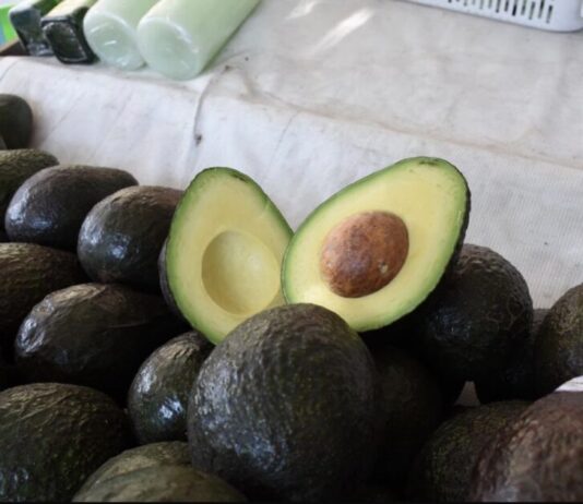 Michoacán cosechó un millón 460 mil toneladas de aguacate en la temporada 2025-2026
