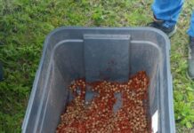 Restauran bosques de Tlalpujahua con la dispersión de 6 mil germoesferas