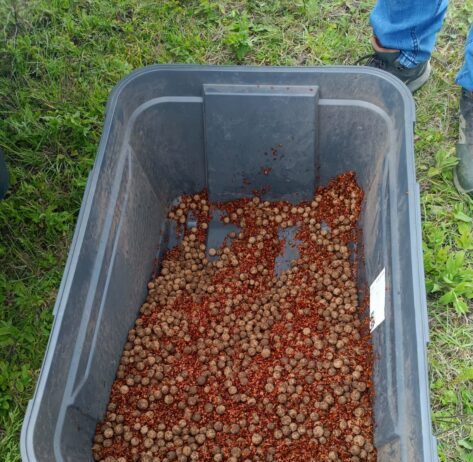 Restauran bosques de Tlalpujahua con la dispersión de 6 mil germoesferas