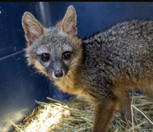 Zorro gris rescatado regresa a su hábitat tras ser rehabilitado por el Zoológico de Morelia