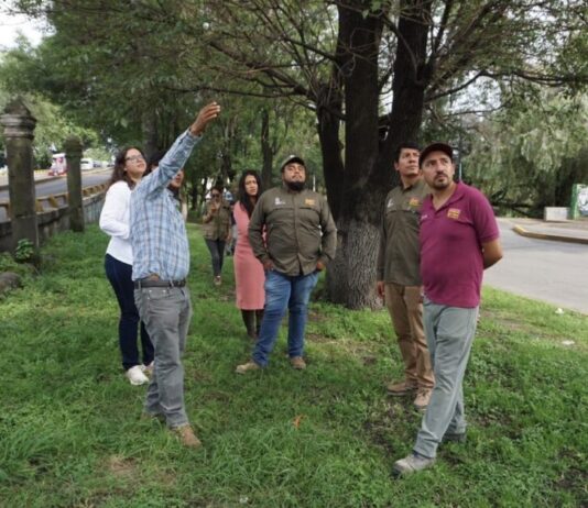 Morebús fortalece la compensación ambiental con la replantación de 50 árboles