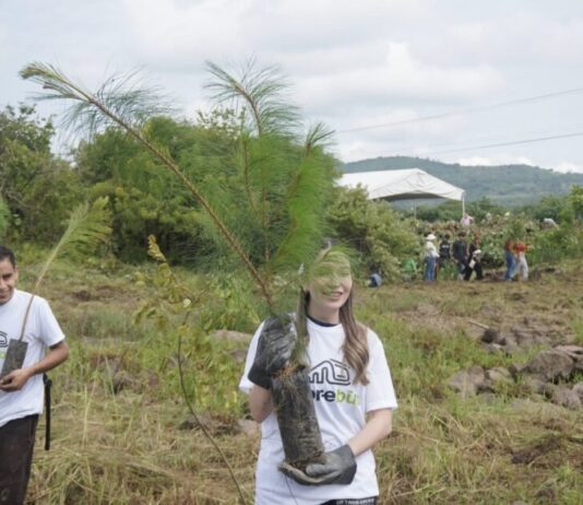 Zona de Tres Puentes contará con Corredor Ecológico; habrá árboles trasplantados y especies nativas