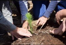 ¿Quieres reforestar tu calle o colonia? Cofom regala hasta 100 plantas en Morelia