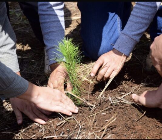 ¿Quieres reforestar tu calle o colonia? Cofom regala hasta 100 plantas en Morelia
