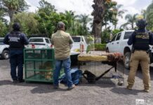 Cateos en Los Reyes y Peribán dejan un detenido y fauna exótica decomisada