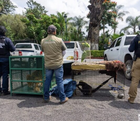 Cateos en Los Reyes y Peribán dejan un detenido y fauna exótica decomisada